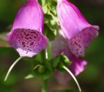 The Garden of&nbsp;Eros