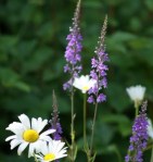 The Garden of&nbsp;Eros