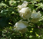 The Garden of&nbsp;Eros