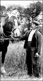 horseword